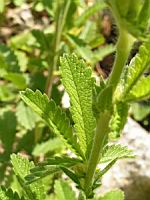 Potentilla Hookeriana (fam. Rosacees)(Am. du Nord)(07) (Photo F. Mrugala)